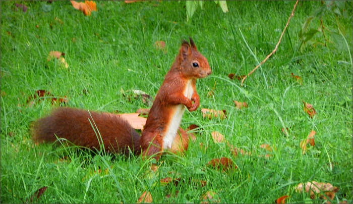 Eichhörnchen im September