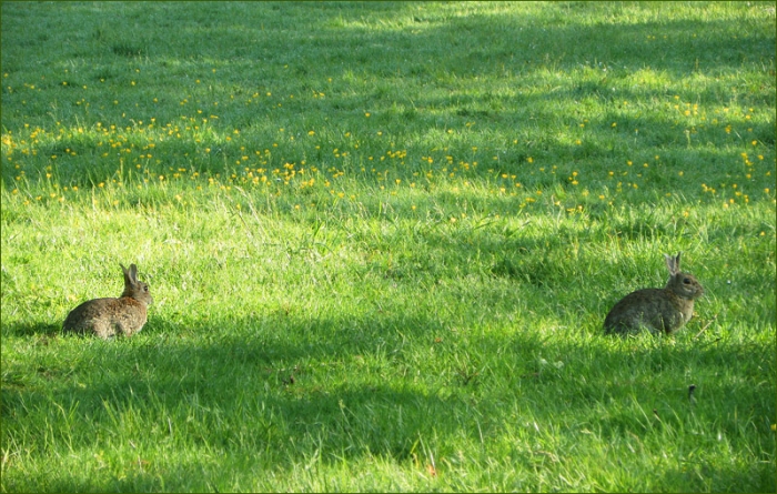 Zwei Wildkaninchen