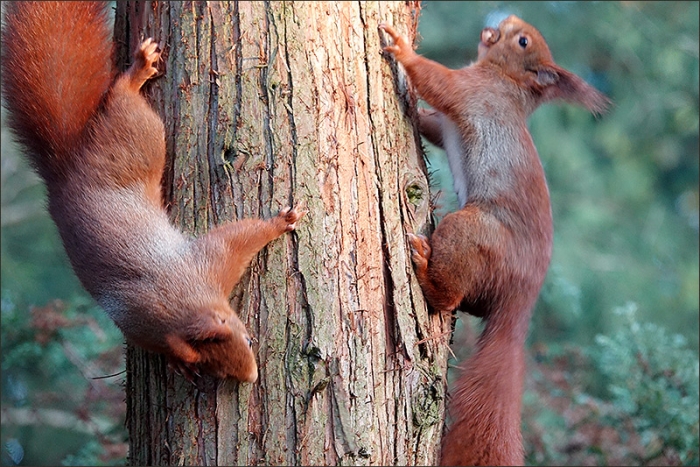 Zwei Eichhörnchen