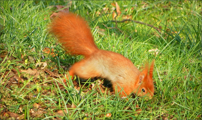 Eichhörnchen auf der Suche nach einer Nuss