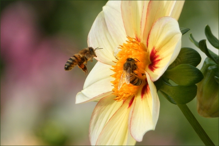Zwei Bienen
