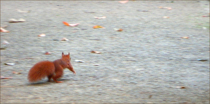 Eichhörnchen