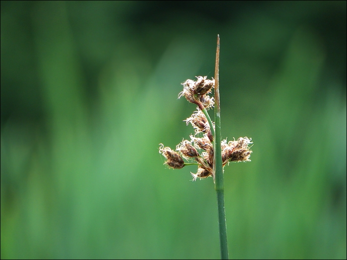 Schilfblüten am Teich