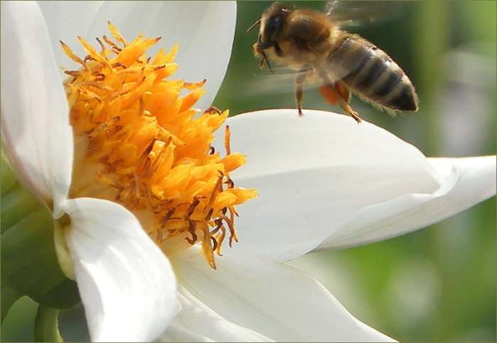 Biene im Anflug