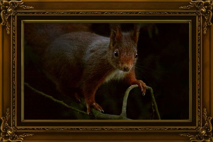 Eichhörnchen in antikem Rahmen