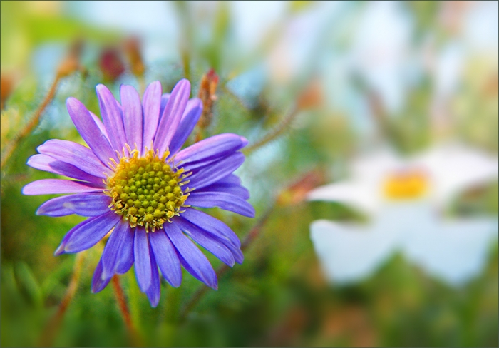 Wiesenblume im September
