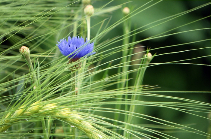 Kornblume