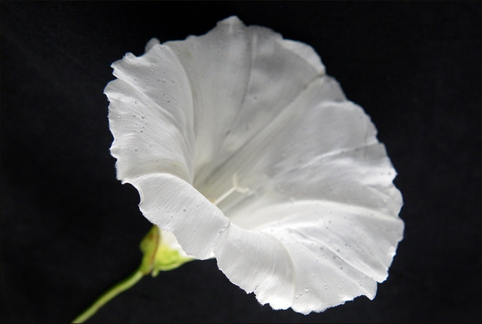 Ackerwinde