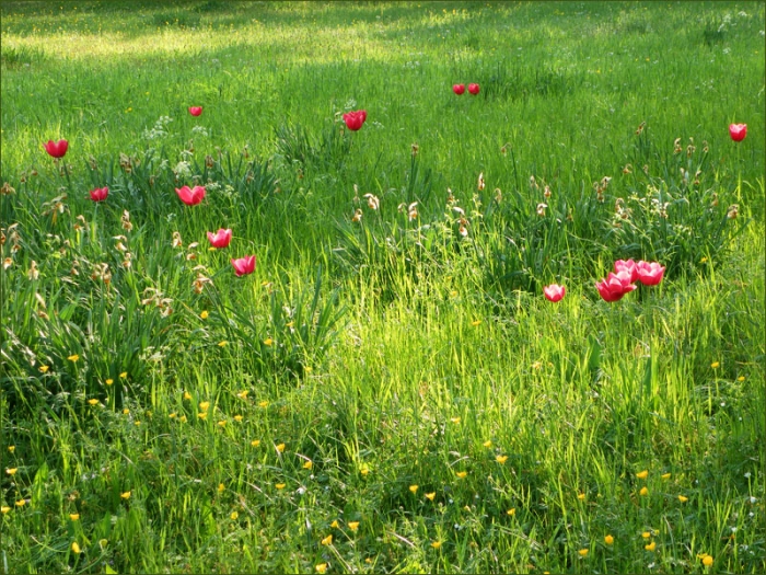 Wildtulpen
