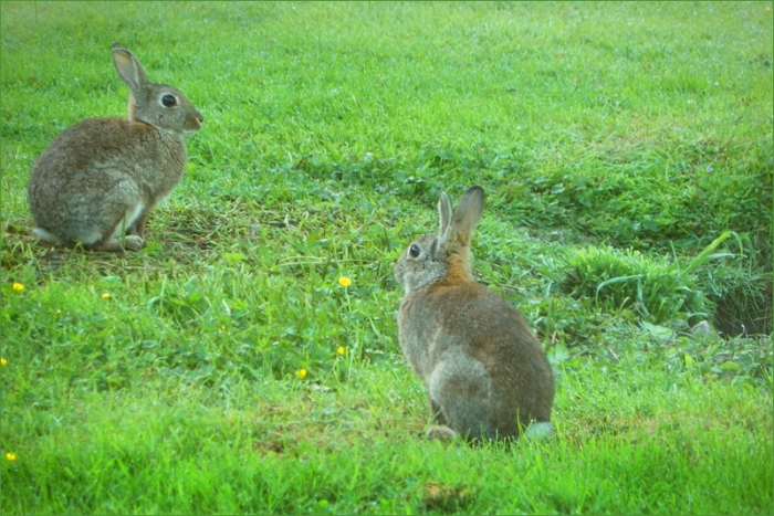 Zwei Wildkaninchen