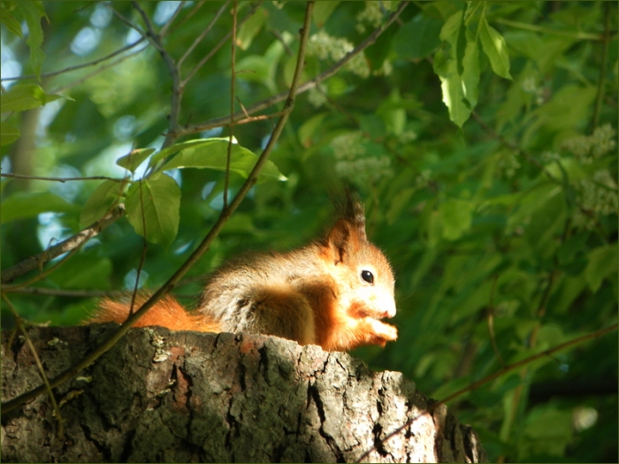 Junges Eichhörnchen