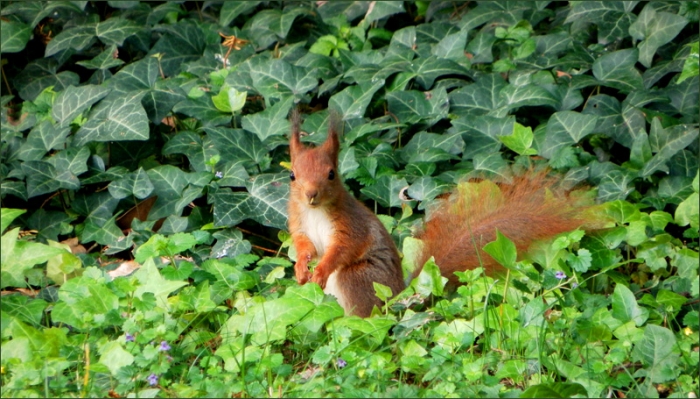 Eichhörnchen im Efeu