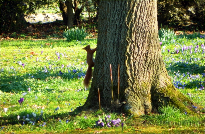 Eichhörnchen am Baumstamm