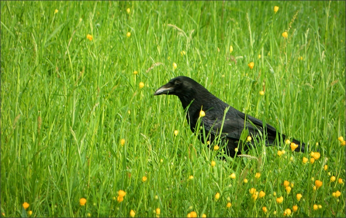 Rabe in der Maiwiese