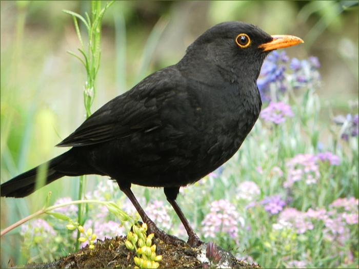 Amsel