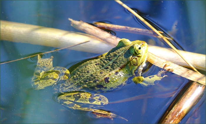 Wasserfrosch