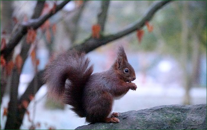 Eichhörnchen an einem kalten Morgen