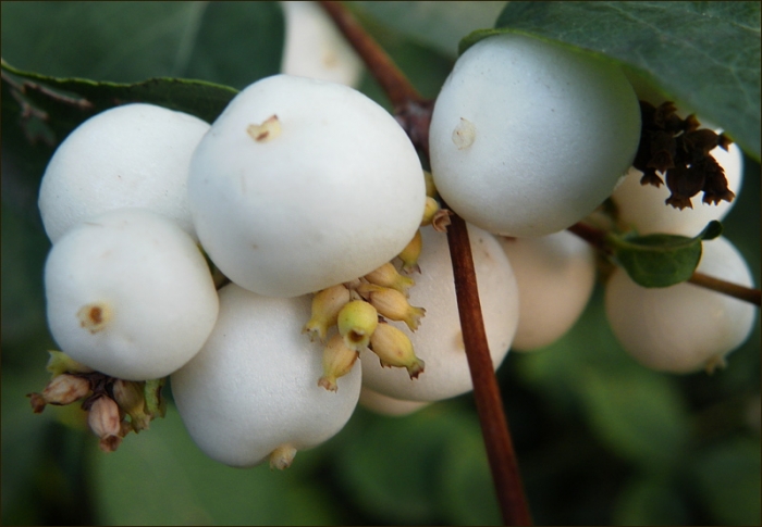 Schneebeeren