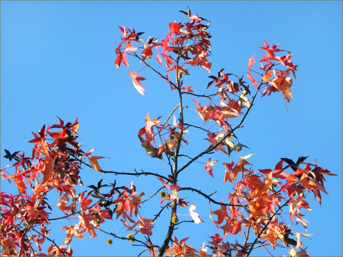 Amberbaum im November