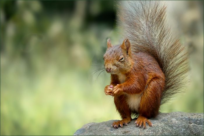 Eichhörnchen blinzelt mir zu