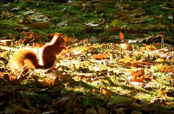 Eichhörnchen in der Oktobersonne