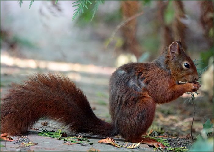Verletztes Eichhörnchen