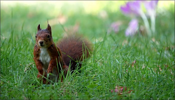 Eichhörnchen und Herbstzeitlose