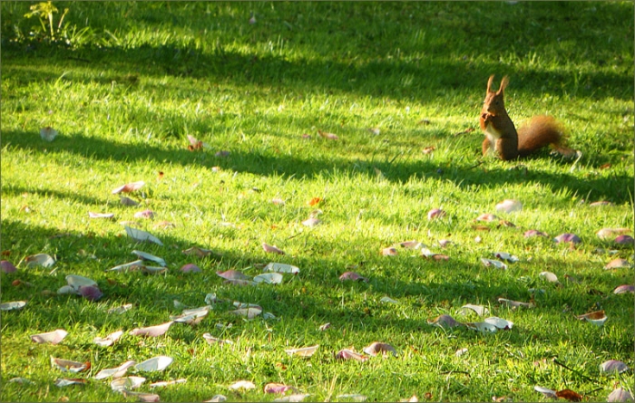Eichhörnchen auf der Wiese