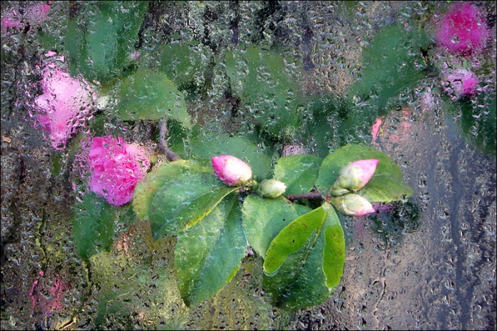 Blumen hinter einer Fensterscheibe mit Kondenswasser