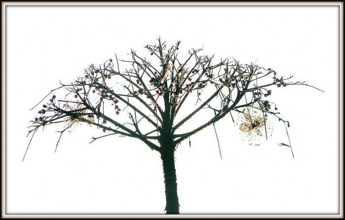 Vertrocknete Hortensie