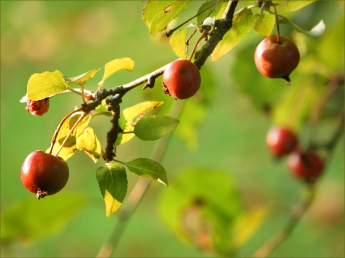 Baumfrüchte im Oktober