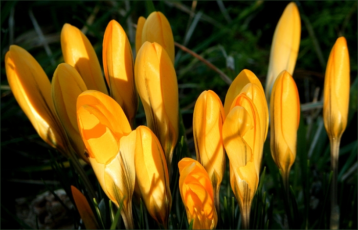 Gelbe Krokusse