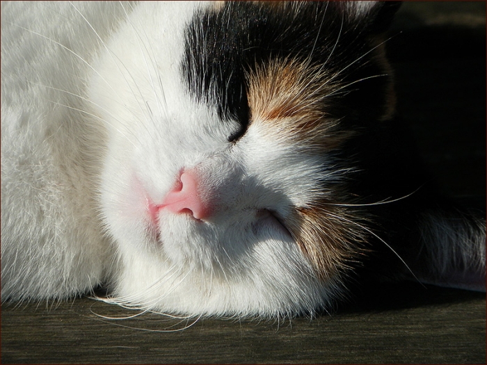Schlafende Katze