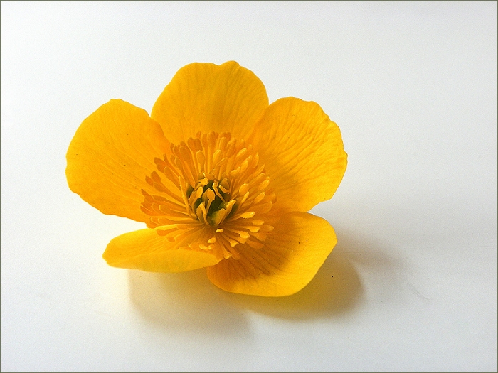 Sumpfdotterblume