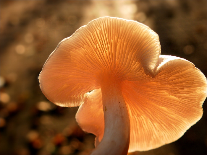 Pilz