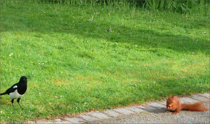 Elster und Eichhoernchen