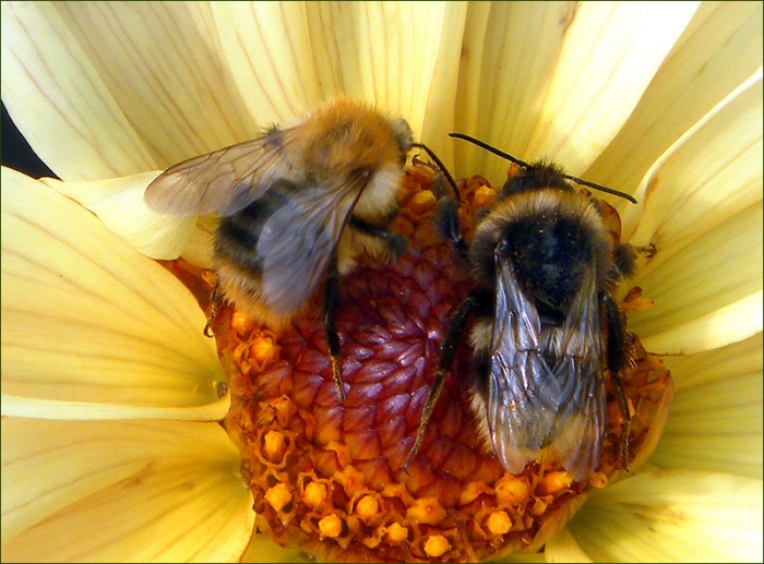 Zwei verschiedene Hummelarten