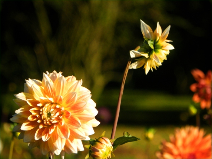 Dahlien