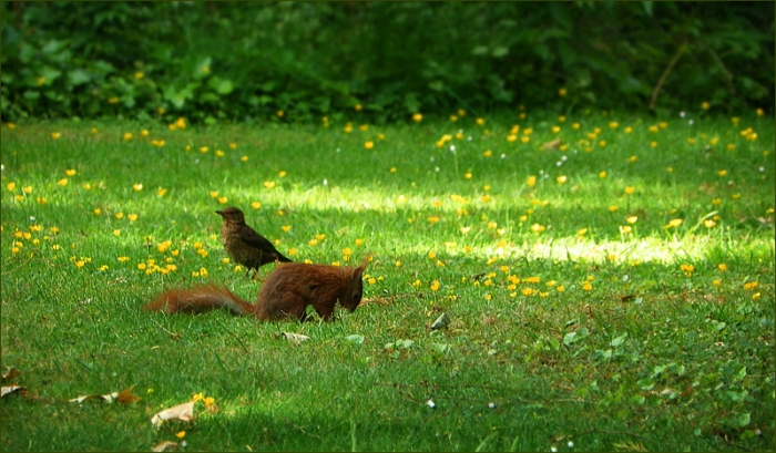 Eichhörnchen und Amsel