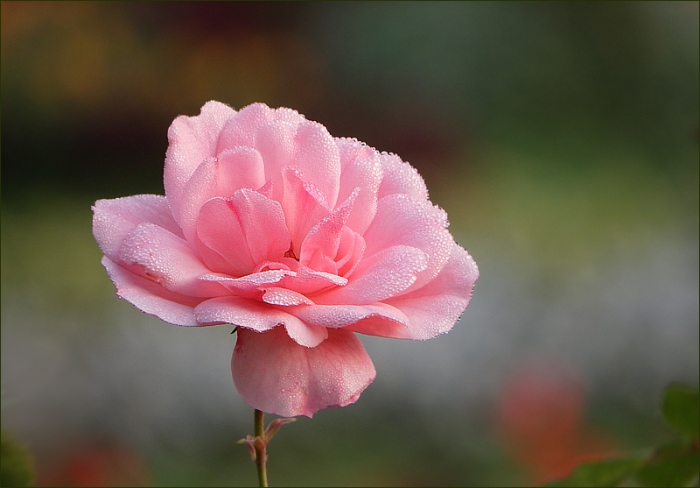 Rose mit Morgentau