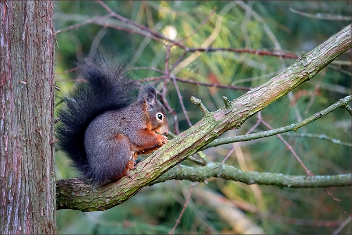 Eichhörnchen