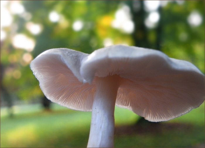 Pilz