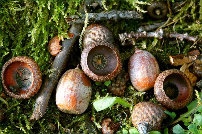 Eicheln auf dem Waldboden