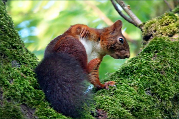 Eichhörnchen krazt sich