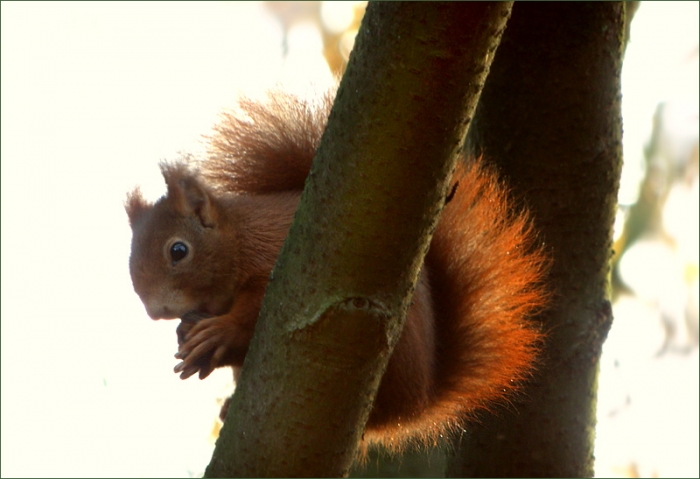 Eichhörnchen