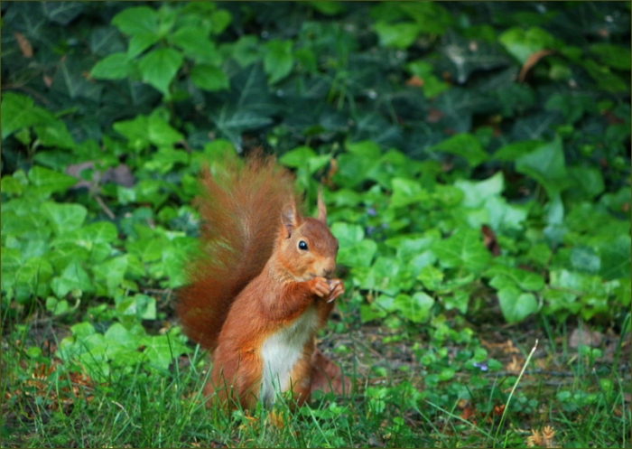 Eichhörnchen