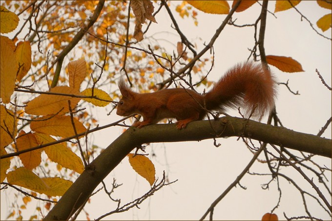 Eichhörnchen
