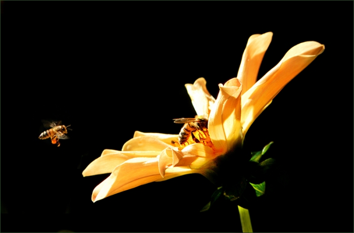 Dahlie und Bienen