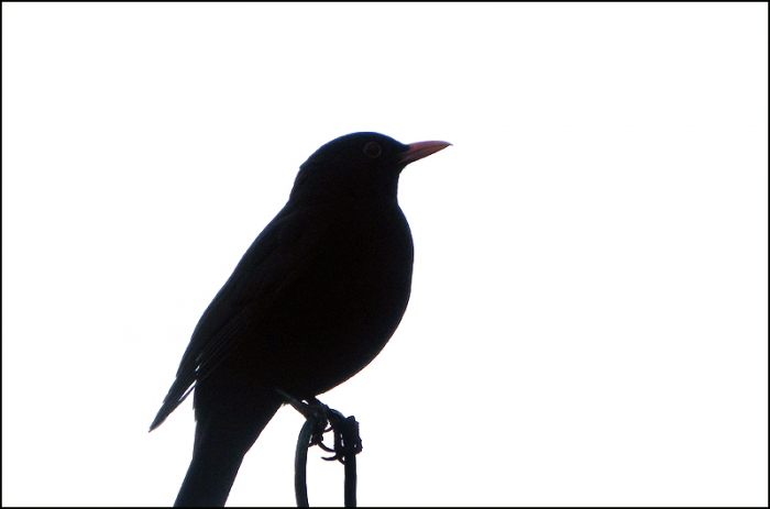 Amsel