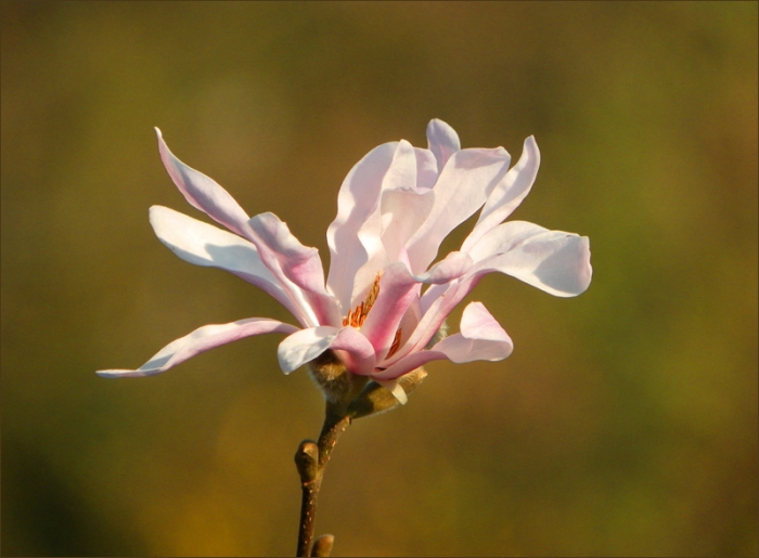 Magnolienblüte